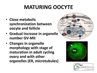 MATURING OOCYTE
• Close metabolic
synchronization between
oocyte and follicle
• Gradual increase in organelle
number GV-MII
• Changes in organelle
morphology with stage of
maturation in adult cycling
ovary and with other
organelles (ER, microtubules)
 