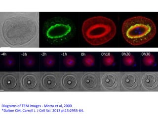 Diagrams of TEM images - Motta et al, 2000
*Dalton CM, Carroll J. J Cell Sci. 2013 pt13:2955-64.
 