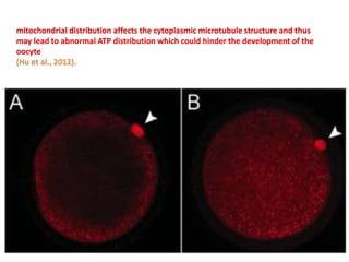 mitochondrial distribution affects the cytoplasmic microtubule structure and thus
may lead to abnormal ATP distribution which could hinder the development of the
oocyte
(Hu et al., 2012).
 