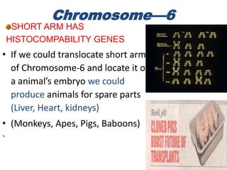 • If we could translocate short arm
of Chromosome-6 and locate it on
a animal’s embryo we could
produce animals for spare parts
(Liver, Heart, kidneys)
• (Monkeys, Apes, Pigs, Baboons)
`
Chromosome—6
SHORT ARM HAS
HISTOCOMPABILITY GENES
 