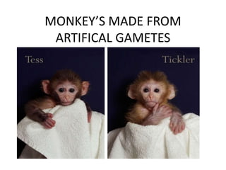 MONKEY’S MADE FROM
ARTIFICAL GAMETES
 