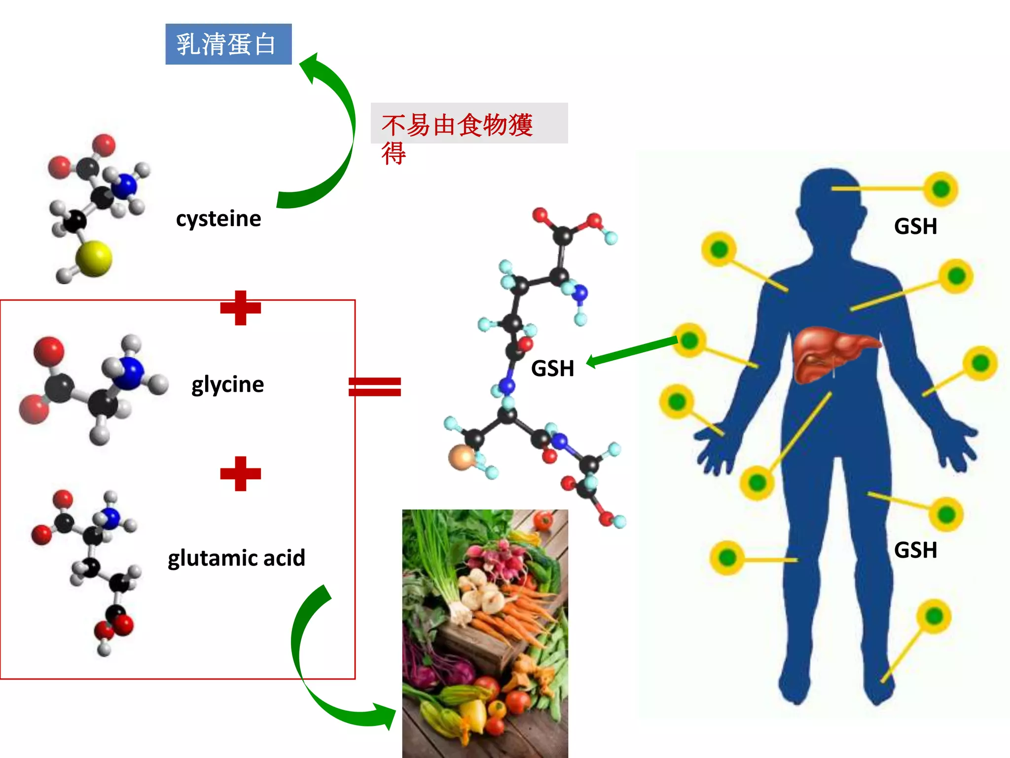 乳清蛋白


                不易由食物獲
                得

cysteine                   GSH




                     GSH
  glycine




glutamic acid              GSH
 
