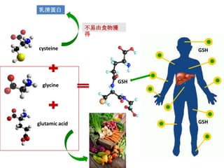 乳清蛋白


                不易由食物獲
                得

cysteine                   GSH




                     GSH
  glycine




glutamic acid              GSH
 