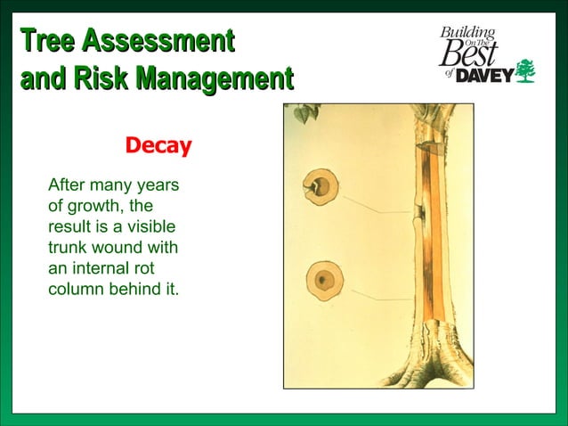 Isa training tree risk assessment & cabling bracing | PPT