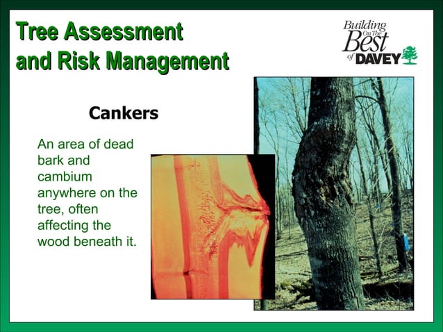 Isa training tree risk assessment & cabling bracing | PPT