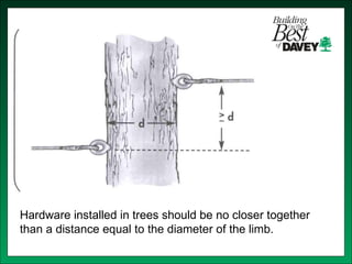Isa training tree risk assessment & cabling bracing | PPT