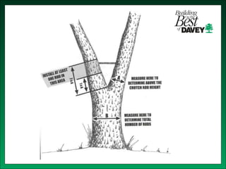 Isa training tree risk assessment & cabling bracing | PPT