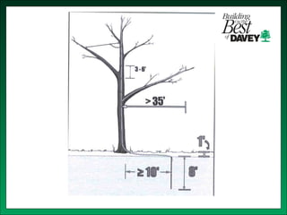 Isa training tree risk assessment & cabling bracing | PPT