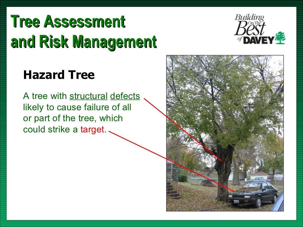 Isa training tree risk assessment & cabling bracing