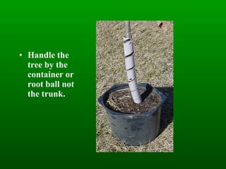 Handle the tree by the container or root ball not the trunk. 