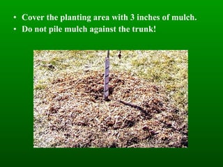 Cover the planting area with 3 inches of mulch. Do not pile mulch against the trunk! 