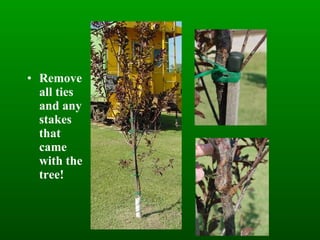 Remove all ties and any stakes that came with the tree! 