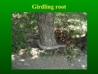 Girdling root 