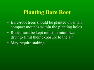 Planting Bare Root Bare-root trees should be planted on small compact mounds within the planting holes Roots must be kept moist to minimize drying- limit their exposure to the air May require staking 