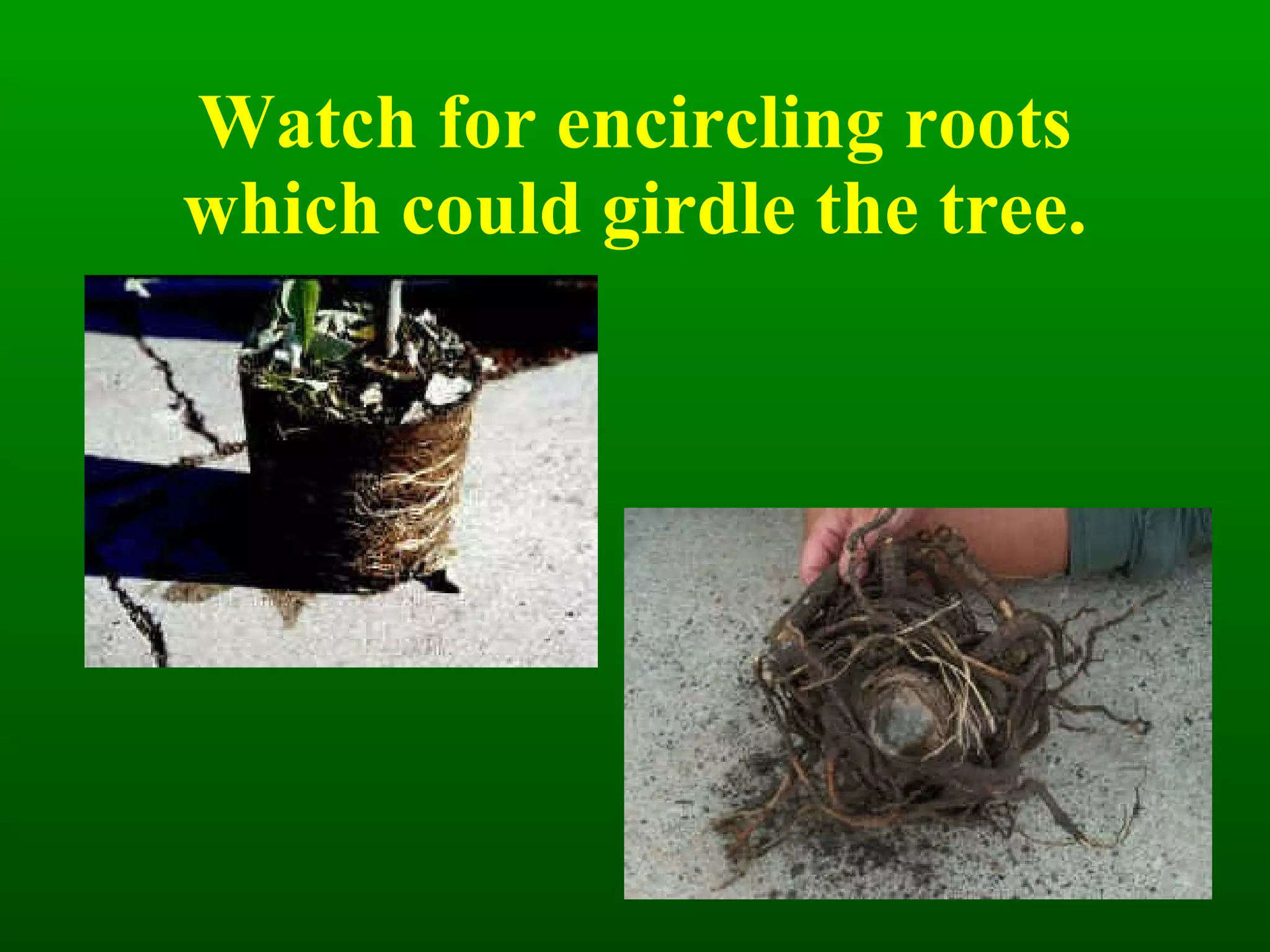 Watch for encircling roots which could girdle the tree. 