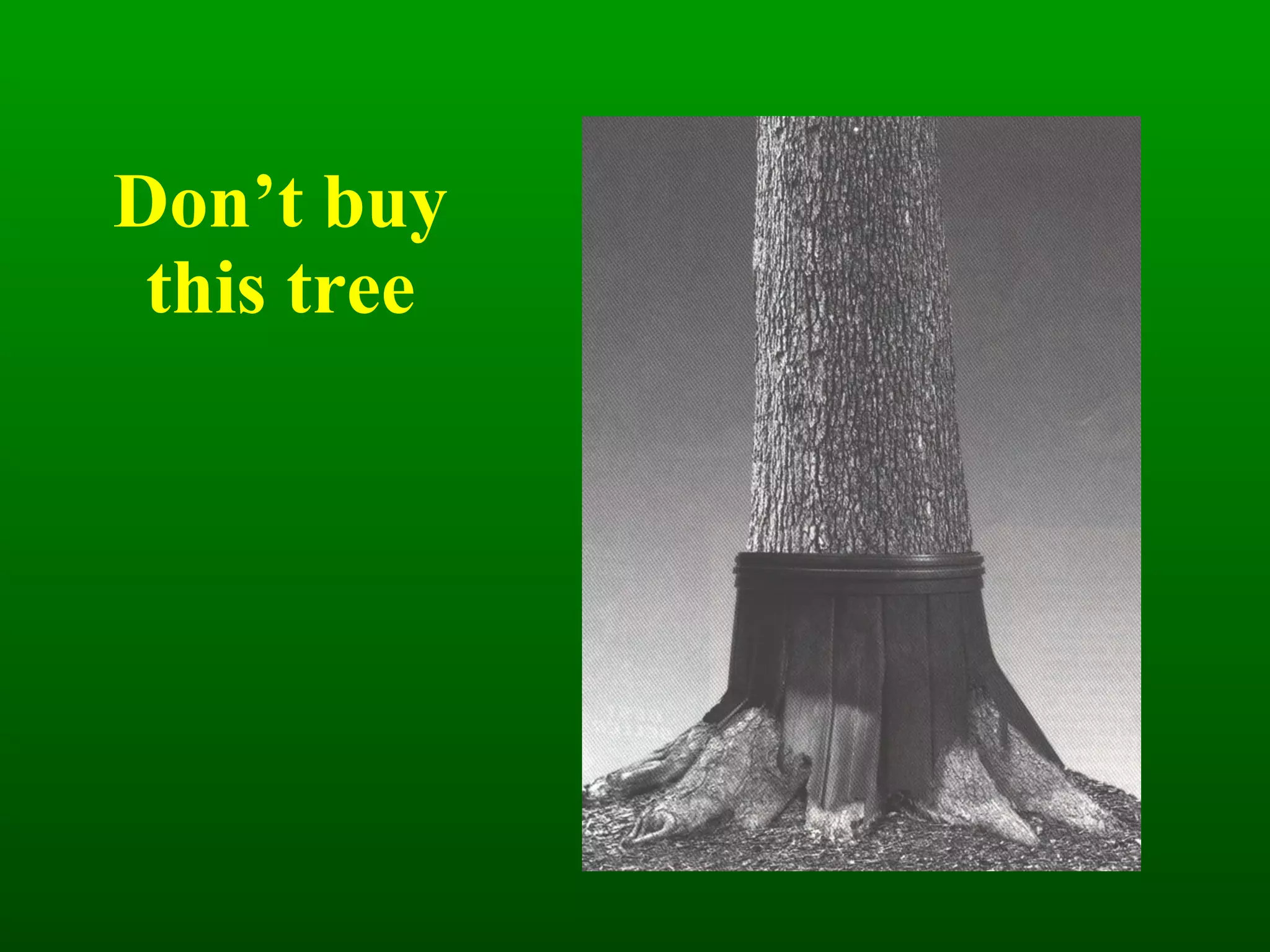 Don’t buy this tree 