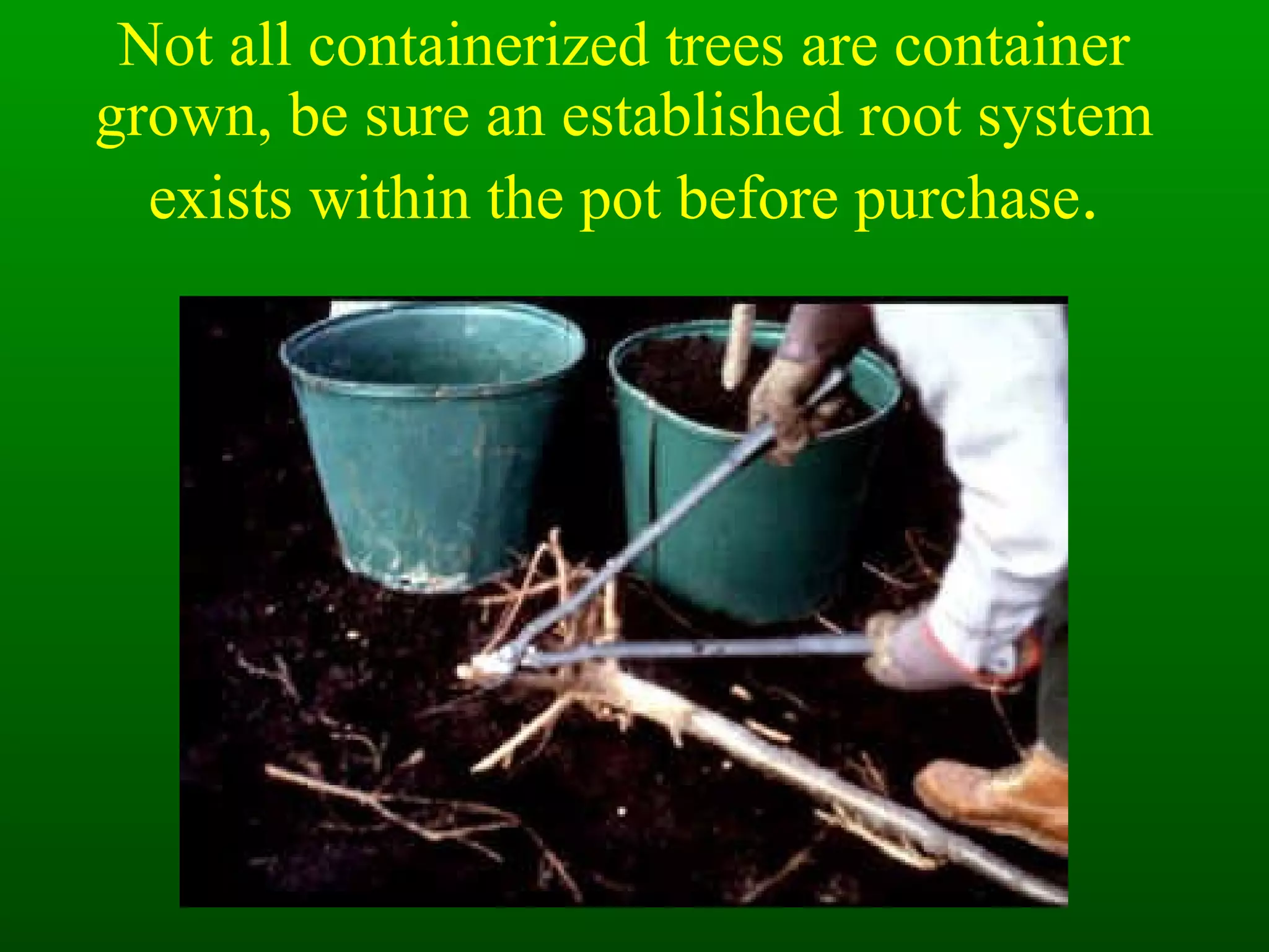 Not all containerized trees are container grown, be sure an established root system exists within the pot before purchase . 