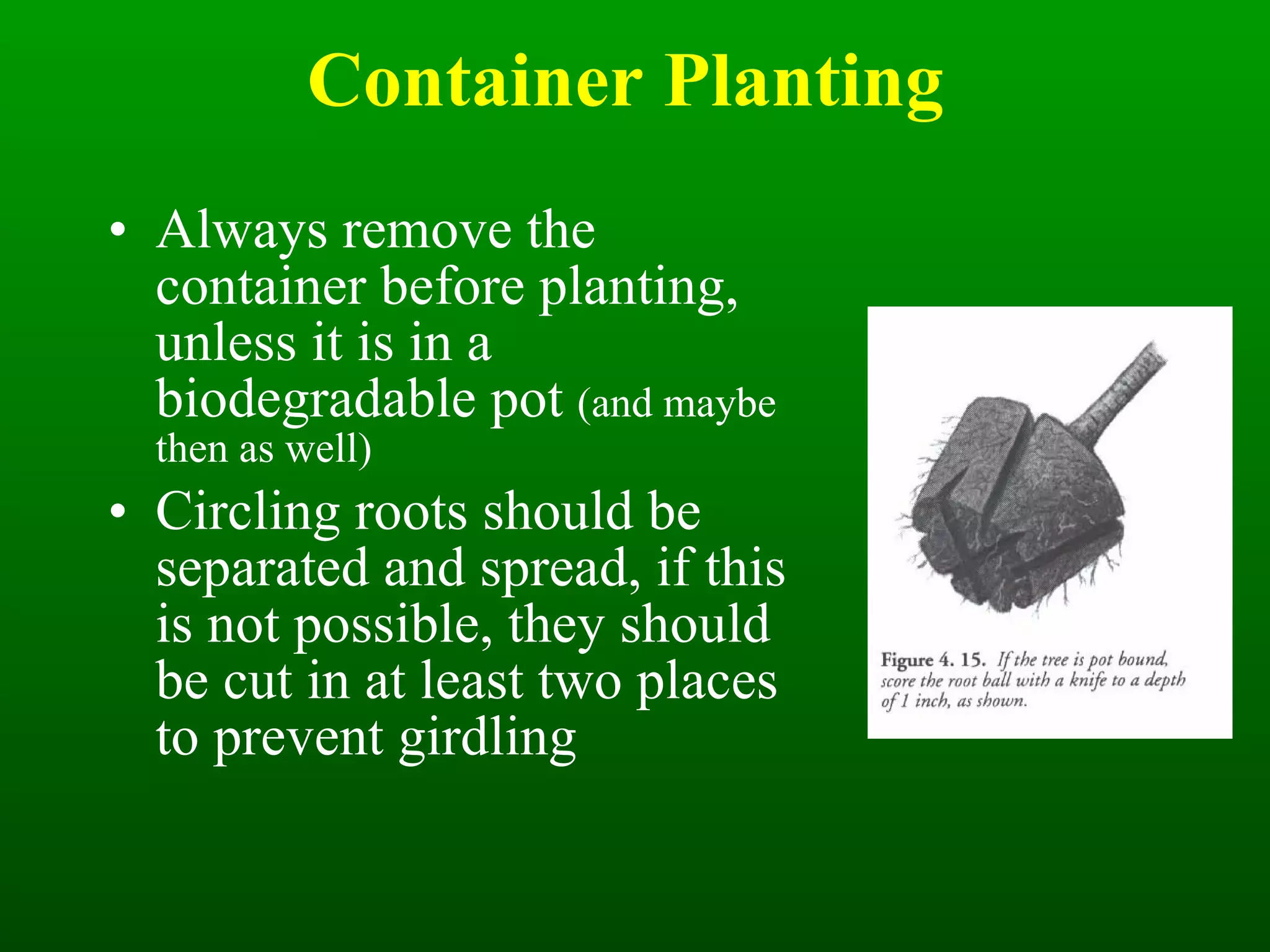 Container Planting   Always remove the container before planting, unless it is in a biodegradable pot  (and maybe then as well) Circling roots should be separated and spread, if this is not possible, they should be cut in at least two places to prevent girdling 