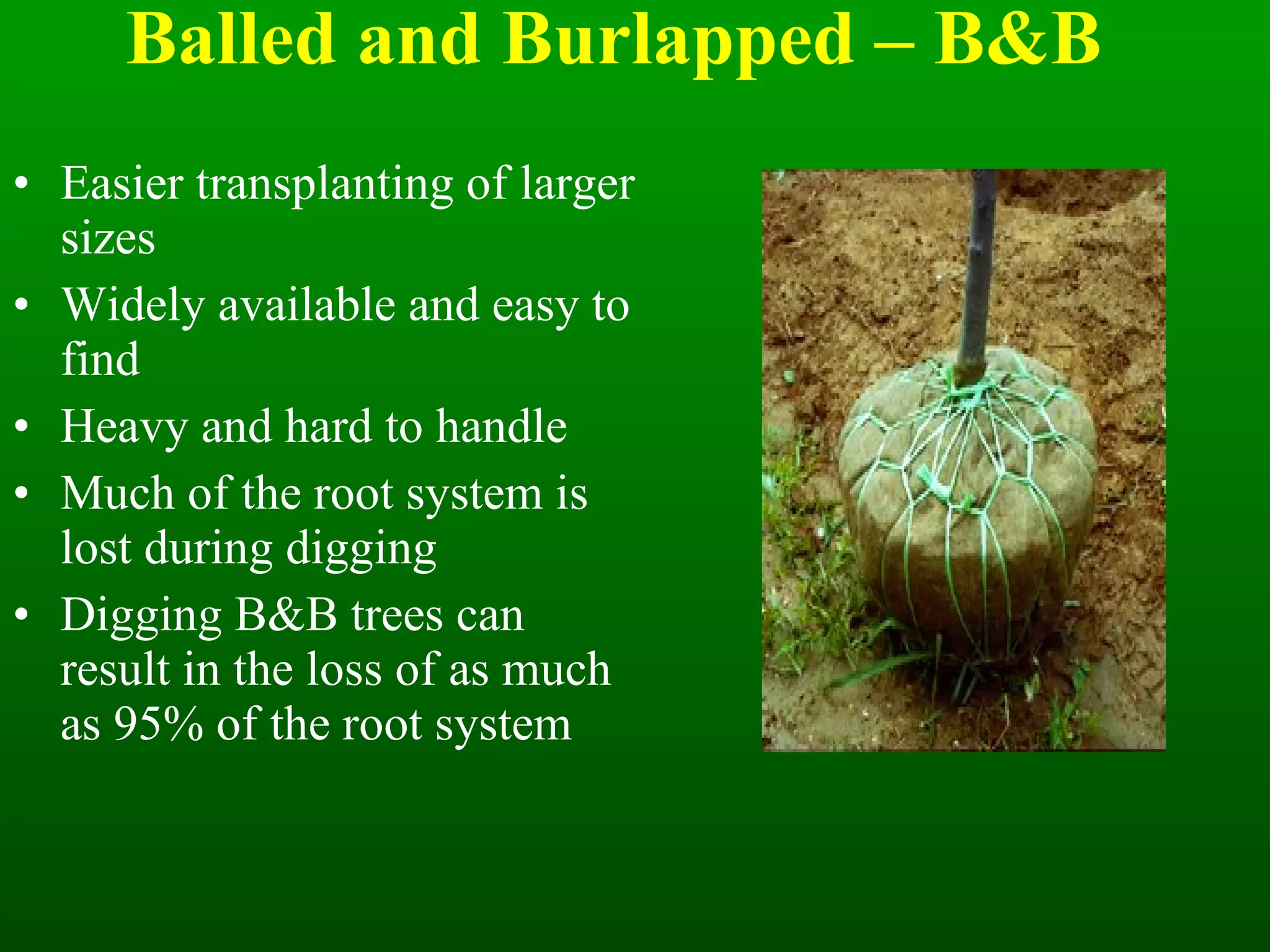 Balled and Burlapped – B&B Easier transplanting of larger sizes Widely available and easy to find Heavy and hard to handle Much of the root system is lost during digging Digging B&B trees can result in the loss of as much as 95% of the root system 