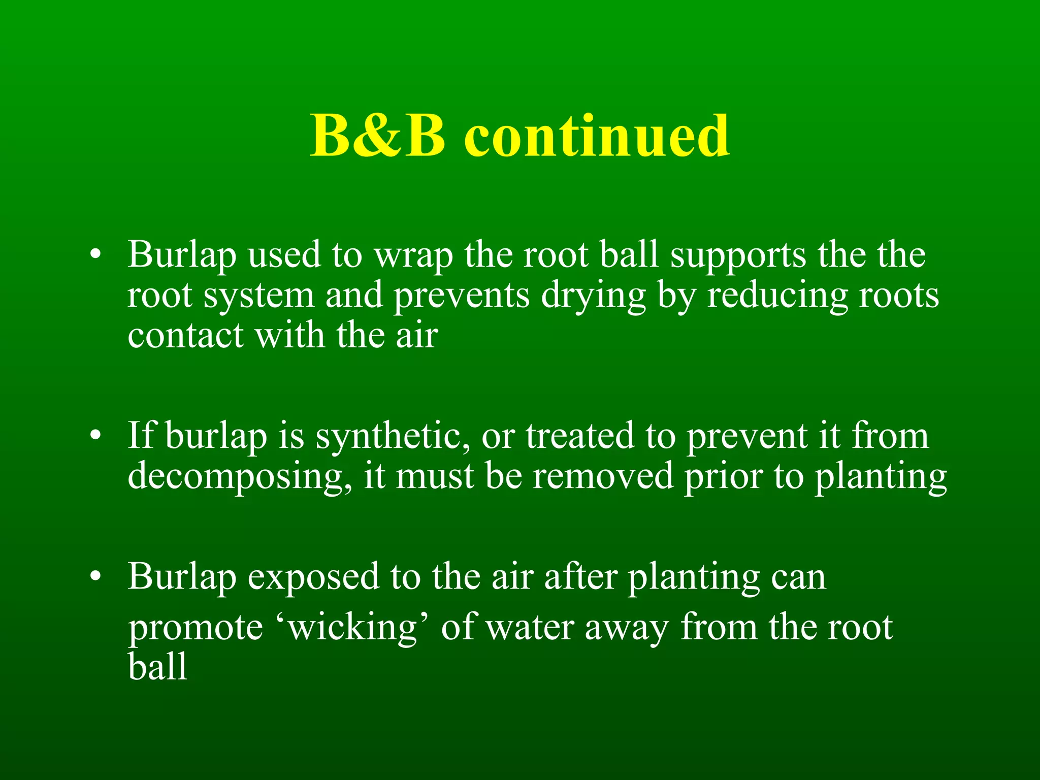 B&B continued Burlap used to wrap the root ball supports the the root system and prevents drying by reducing roots contact with the air If burlap is synthetic, or treated to prevent it from decomposing, it must be removed prior to planting Burlap exposed to the air after planting can  promote ‘wicking’ of water away from the root  ball 