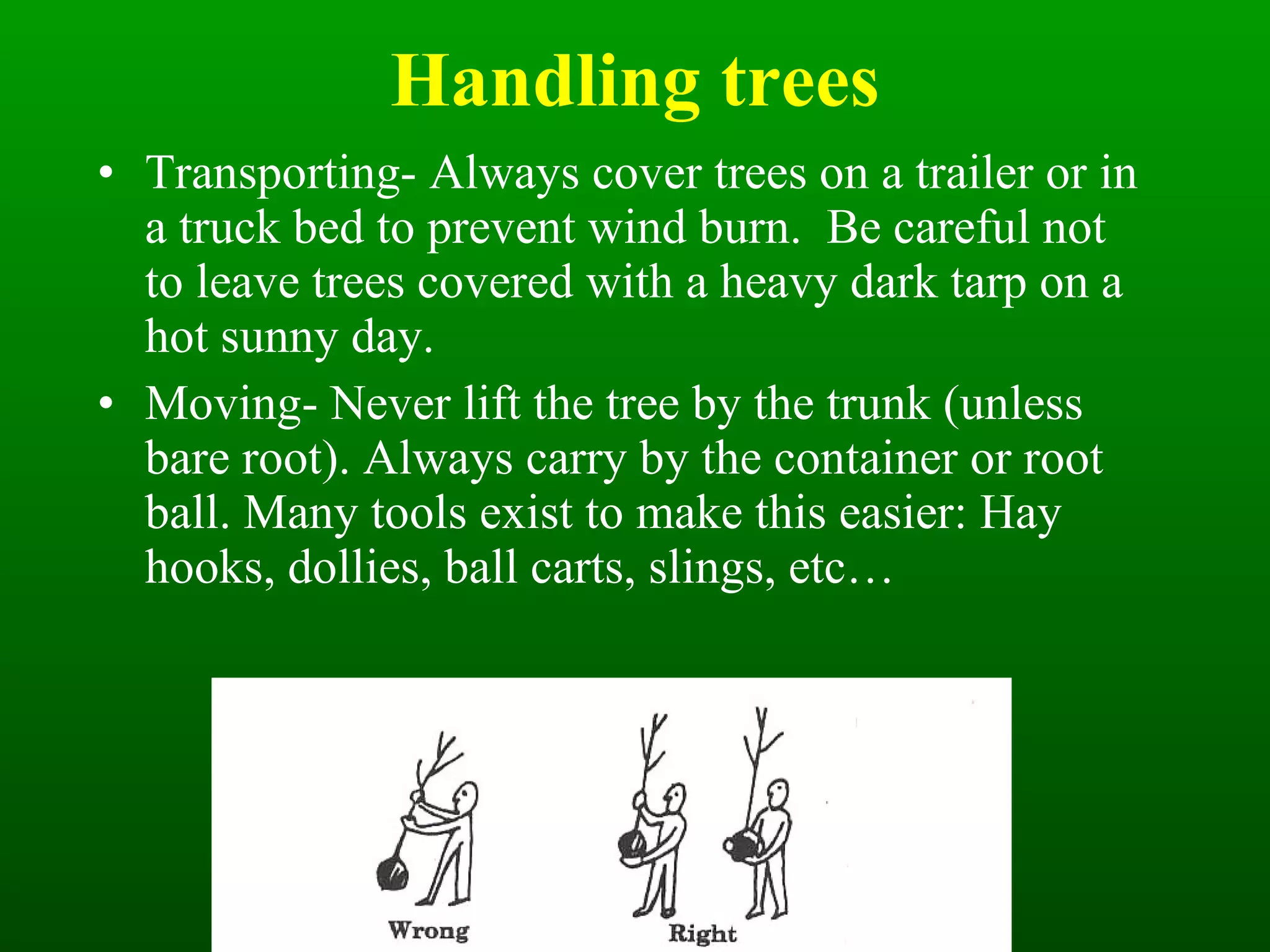 Handling trees Transporting- Always cover trees on a trailer or in a truck bed to prevent wind burn.  Be careful not to leave trees covered with a heavy dark tarp on a hot sunny day.  Moving- Never lift the tree by the trunk (unless bare root). Always carry by the container or root ball. Many tools exist to make this easier: Hay hooks, dollies, ball carts, slings, etc…  