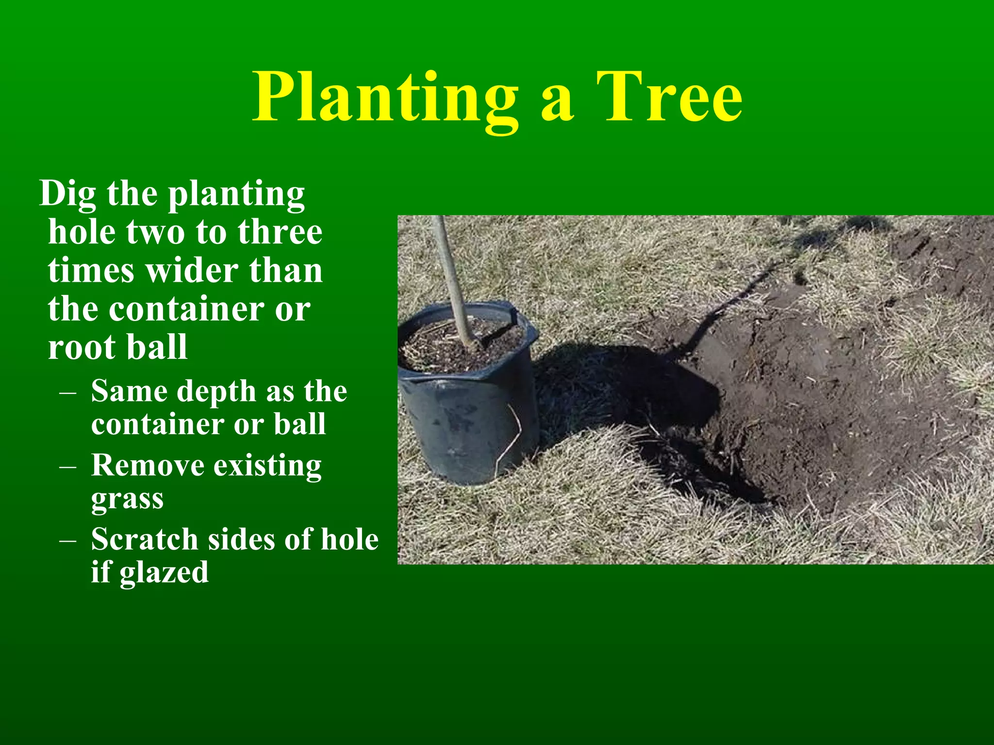 Planting a Tree Dig the planting hole two to three times wider than the container or root ball Same depth as the container or ball Remove existing grass Scratch sides of hole if glazed 