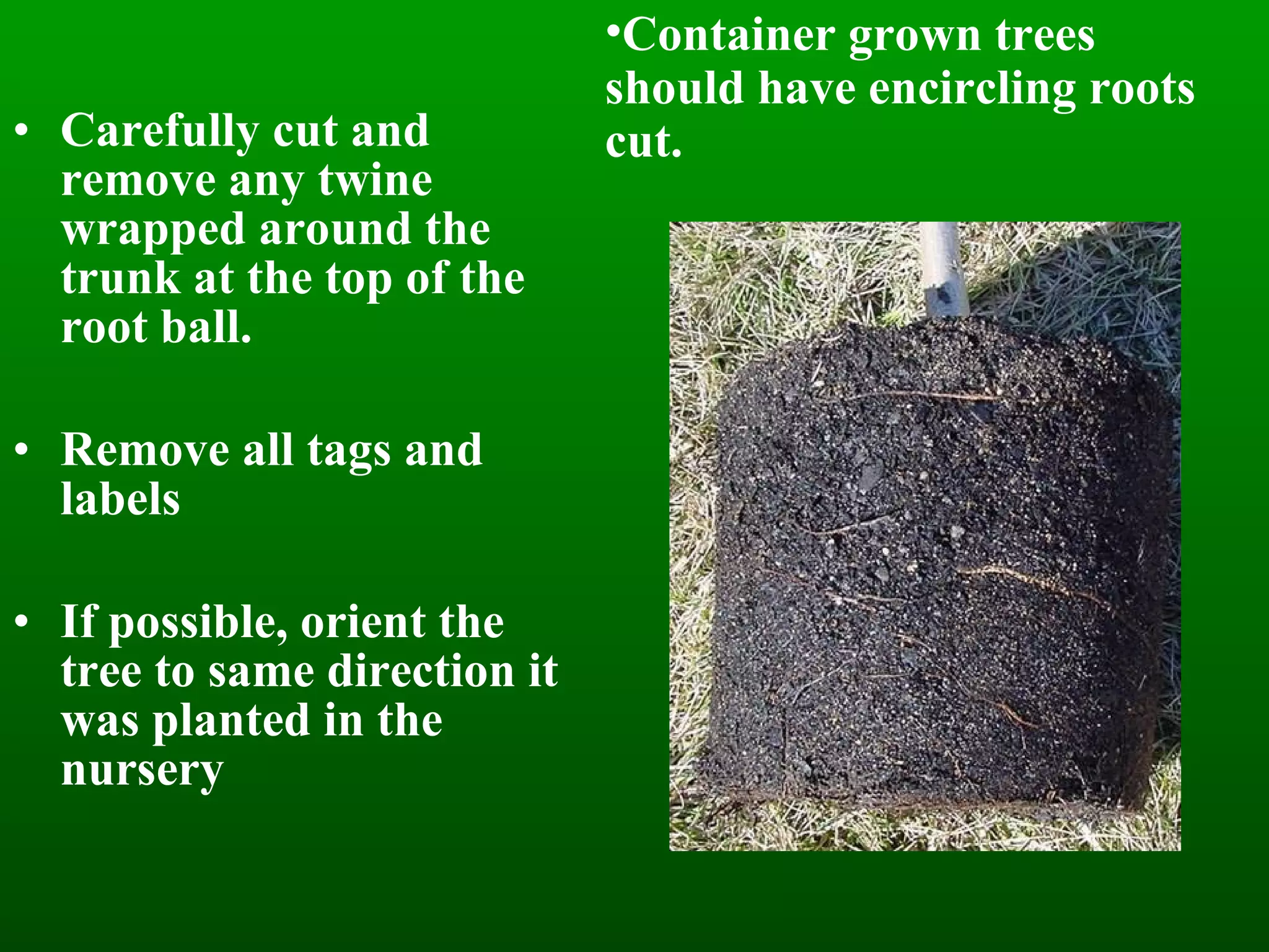 Carefully cut and remove any twine wrapped around the trunk at the top of the root ball. Remove all tags and labels If possible, orient the tree to same direction it was planted in the nursery Container grown trees should have encircling roots cut. 