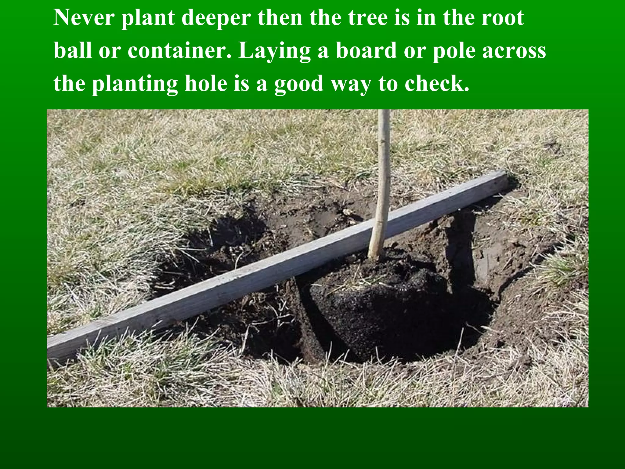 Never plant deeper then the tree is in the root ball or container. Laying a board or pole across the planting hole is a good way to check. 