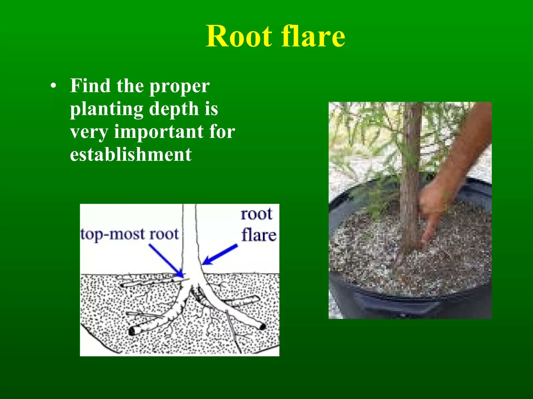 Root flare Find the proper planting depth is very important for establishment  
