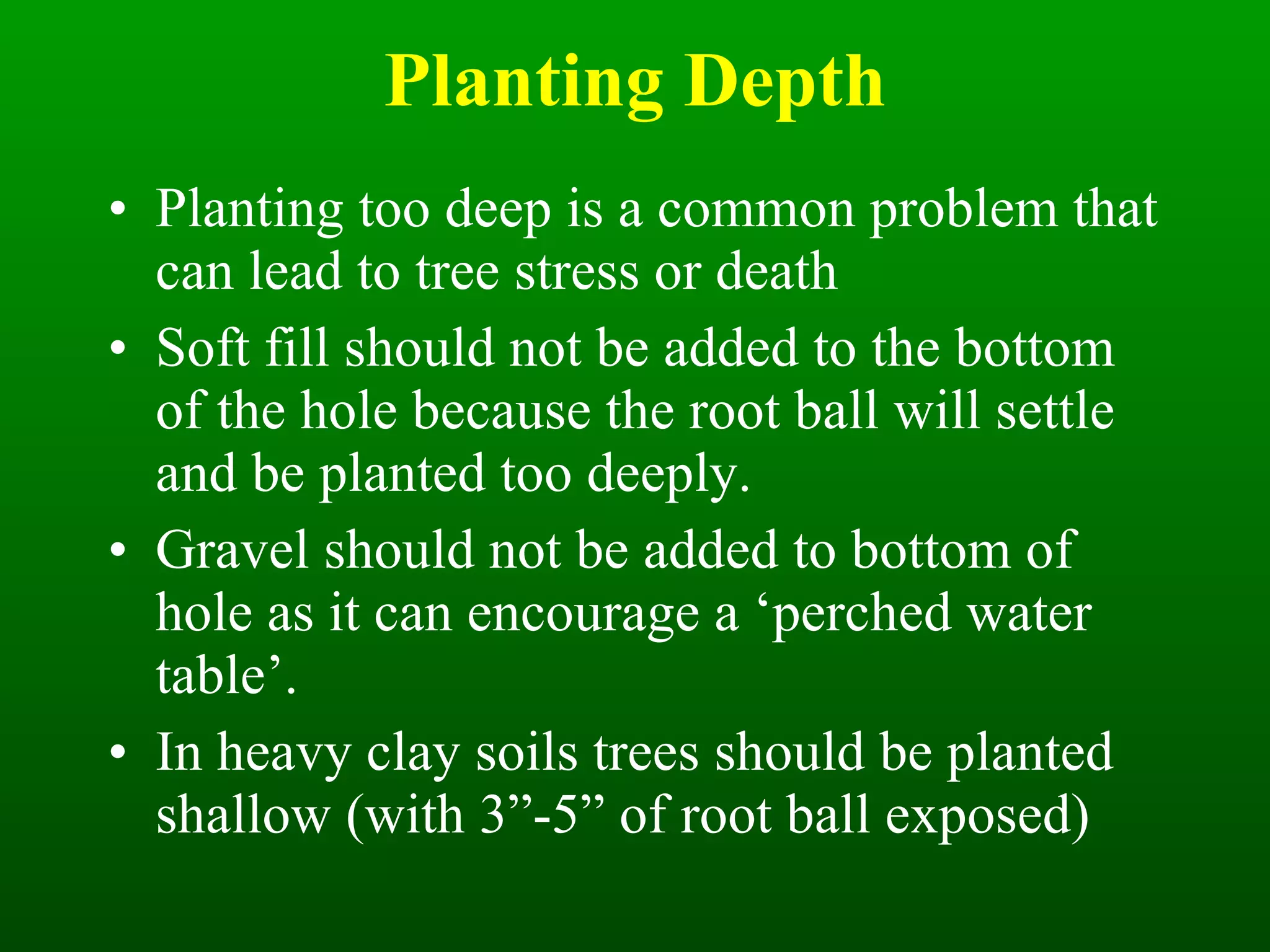 Planting Depth Planting too deep is a common problem that can lead to tree stress or death Soft fill should not be added to the bottom of the hole because the root ball will settle and be planted too deeply. Gravel should not be added to bottom of hole as it can encourage a ‘perched water table’. In heavy clay soils trees should be planted shallow (with 3”-5” of root ball exposed) 