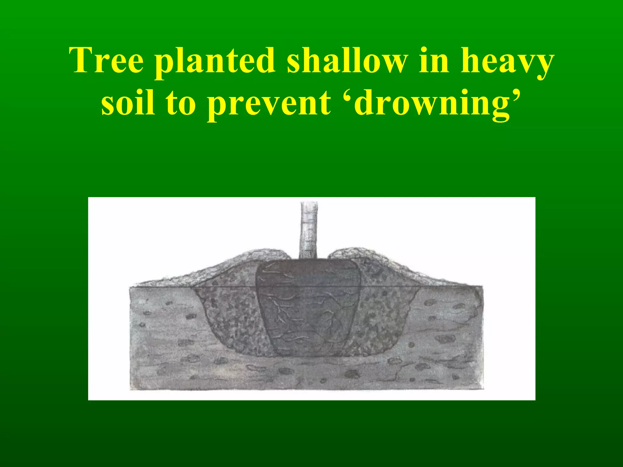 Tree planted shallow in heavy soil to prevent ‘drowning’ 