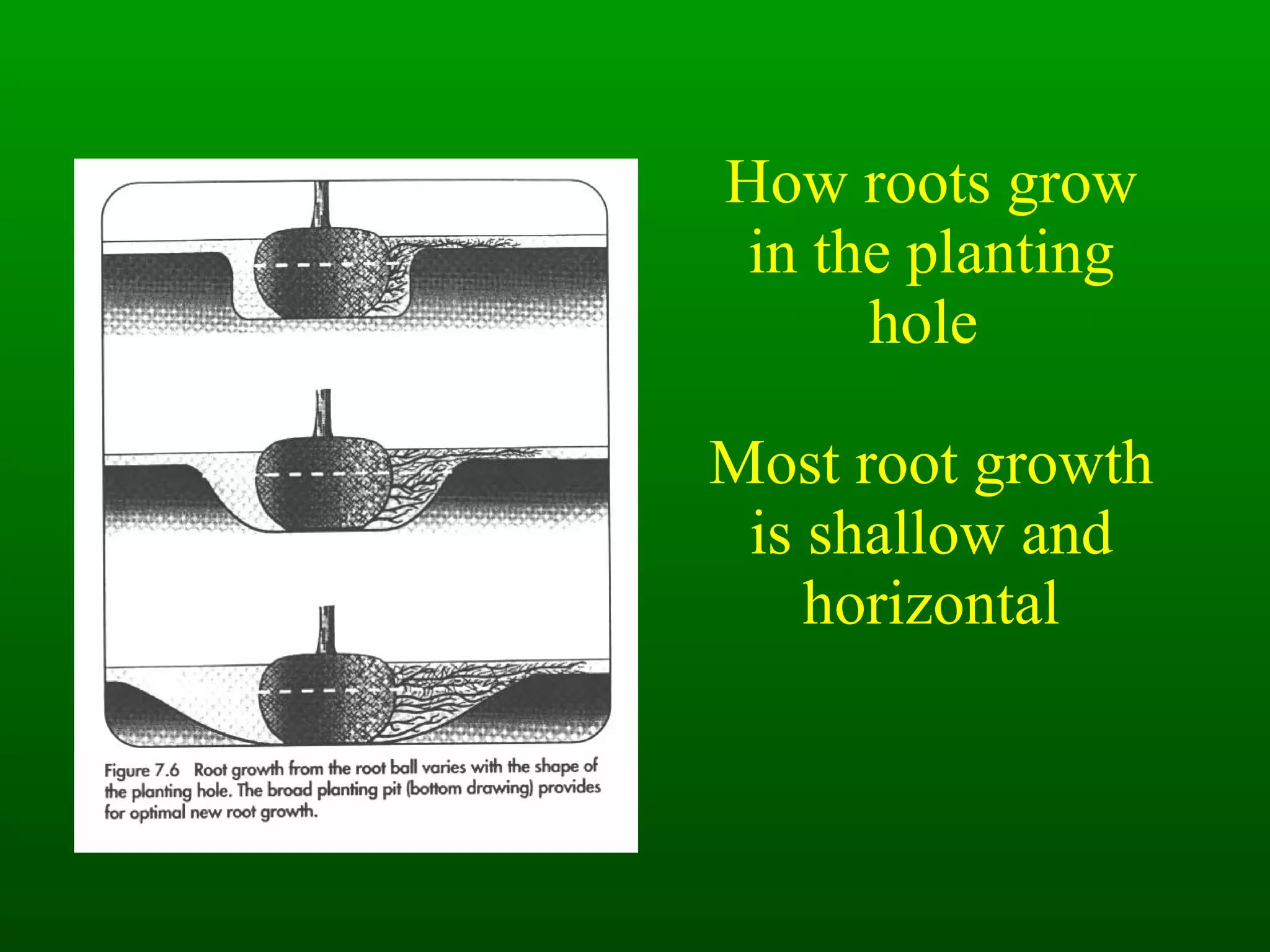 How roots grow in the planting hole  Most root growth is shallow and horizontal 