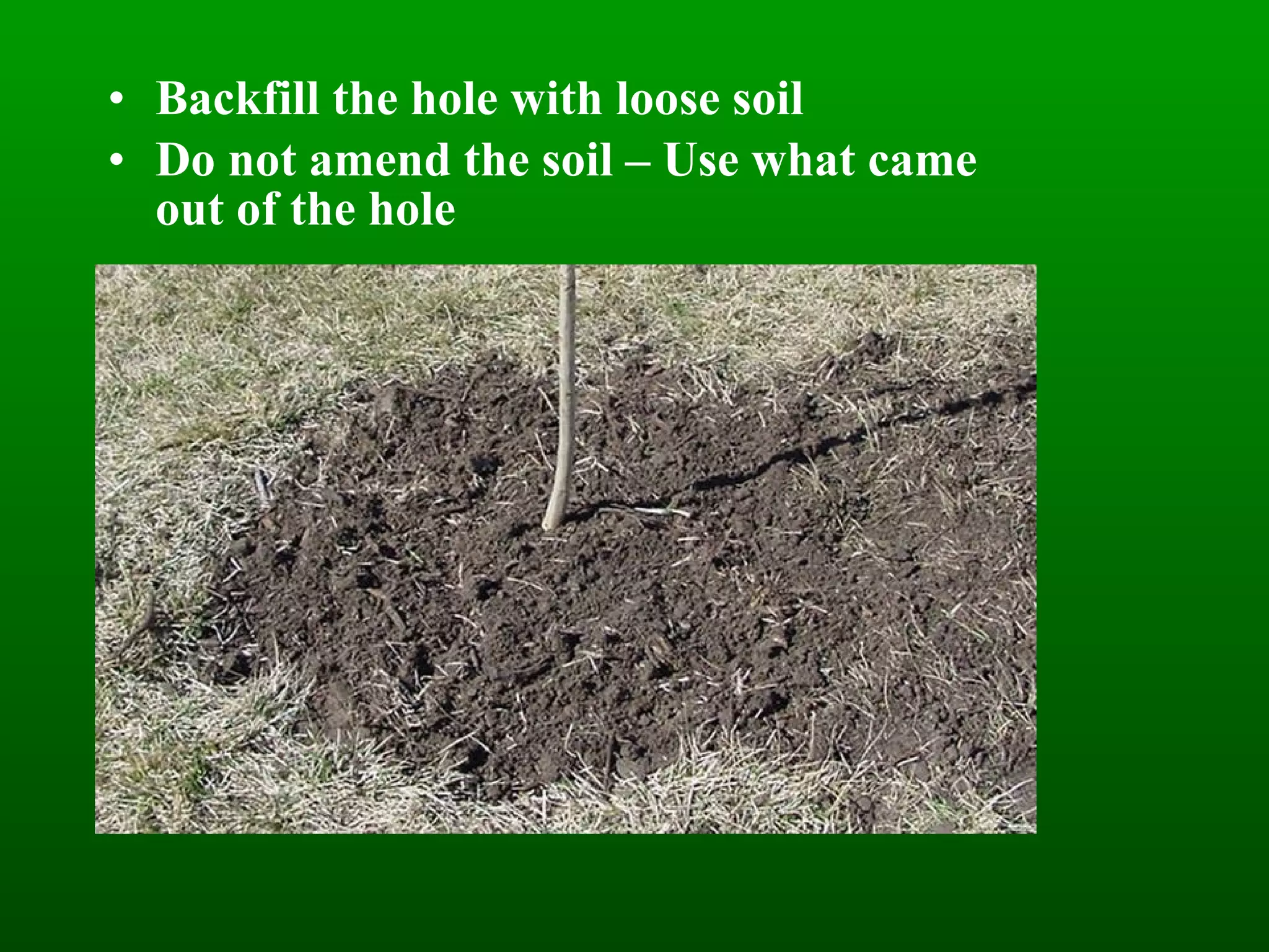 Backfill the hole with loose soil Do not amend the soil – Use what came out of the hole 