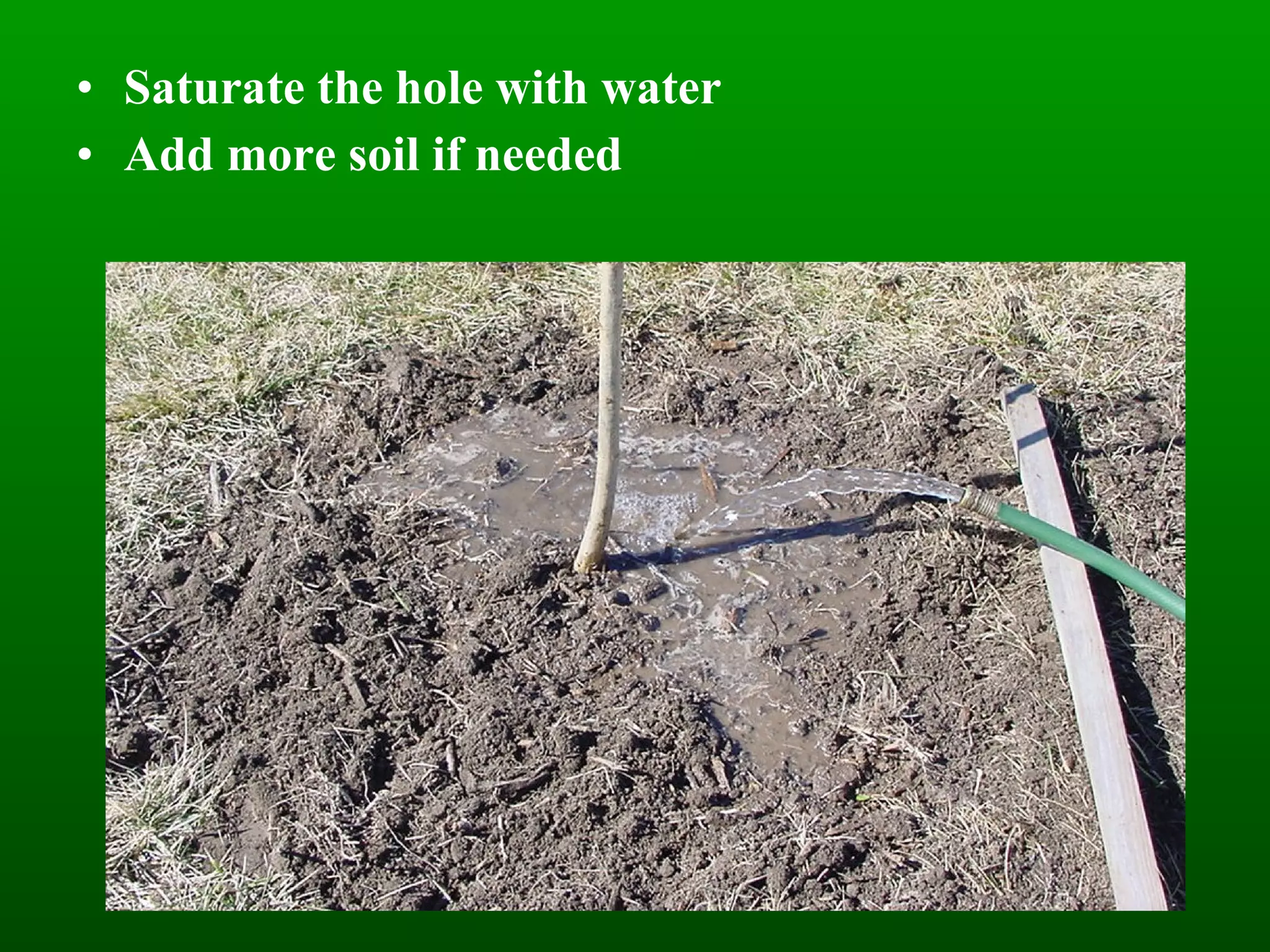 Saturate the hole with water Add more soil if needed 