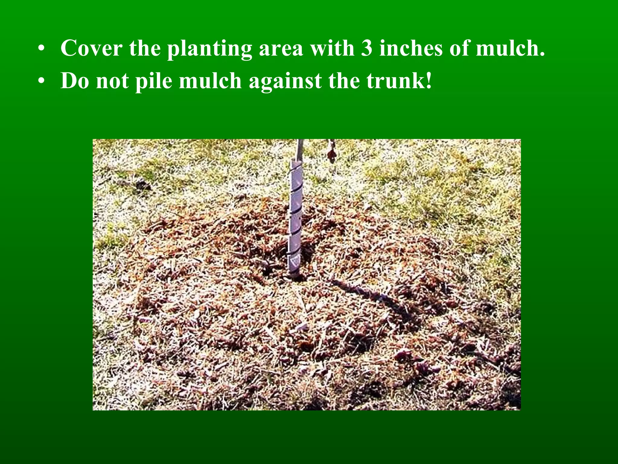 Cover the planting area with 3 inches of mulch. Do not pile mulch against the trunk! 