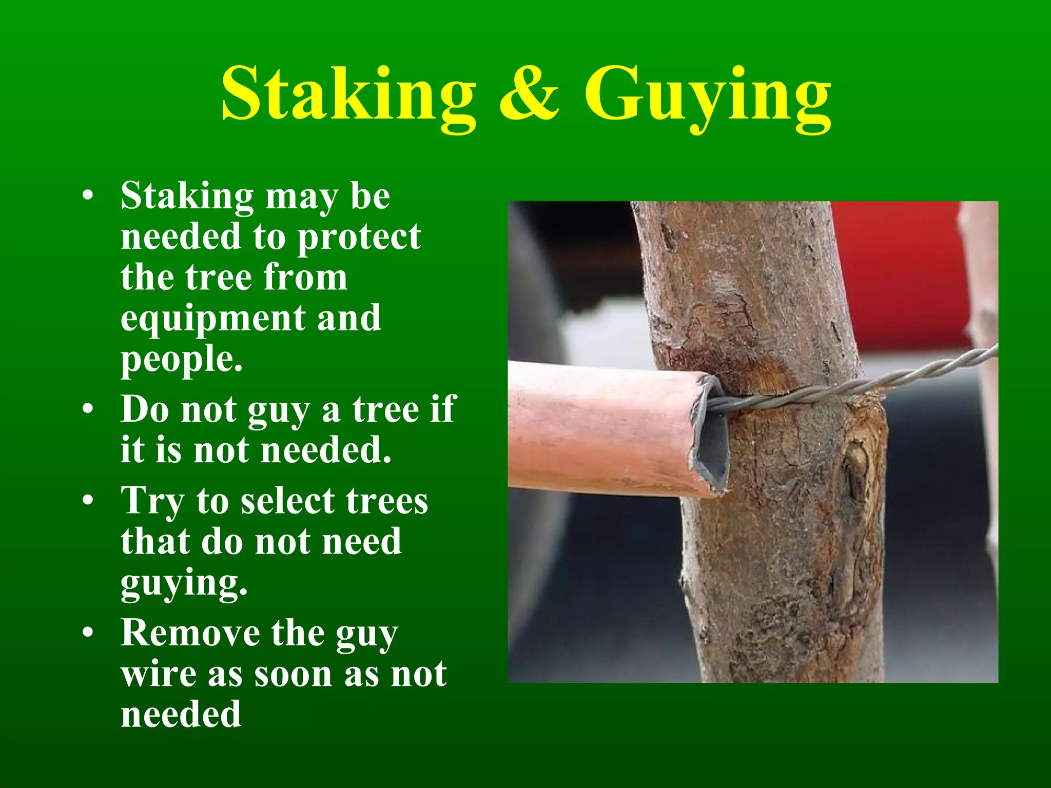 Staking & Guying Staking may be needed to protect the tree from equipment and people. Do not guy a tree if it is not needed. Try to select trees that do not need guying. Remove the guy wire as soon as not needed 