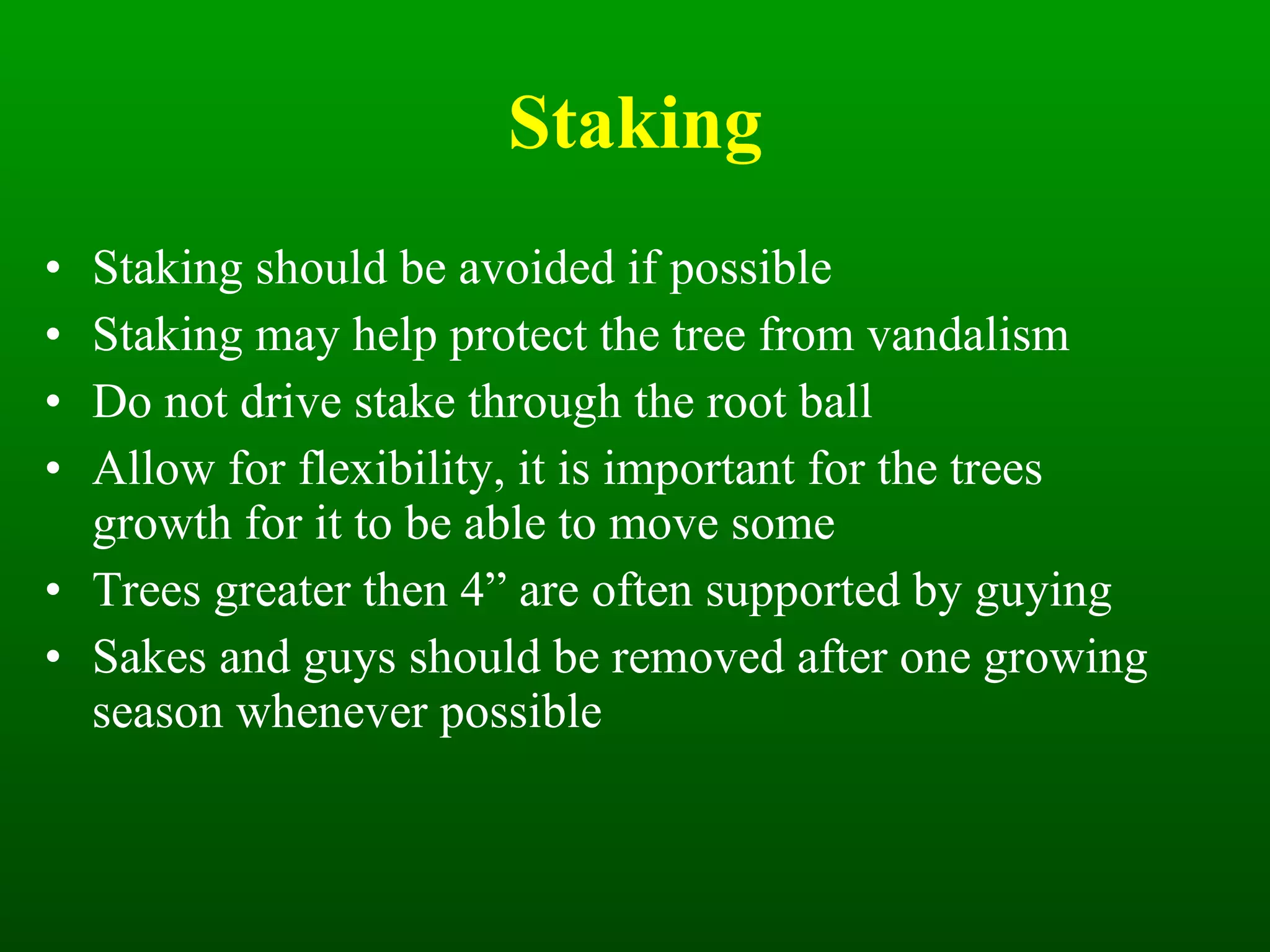 Staking Staking should be avoided if possible Staking may help protect the tree from vandalism Do not drive stake through the root ball Allow for flexibility, it is important for the trees growth for it to be able to move some Trees greater then 4” are often supported by guying Sakes and guys should be removed after one growing season whenever possible 