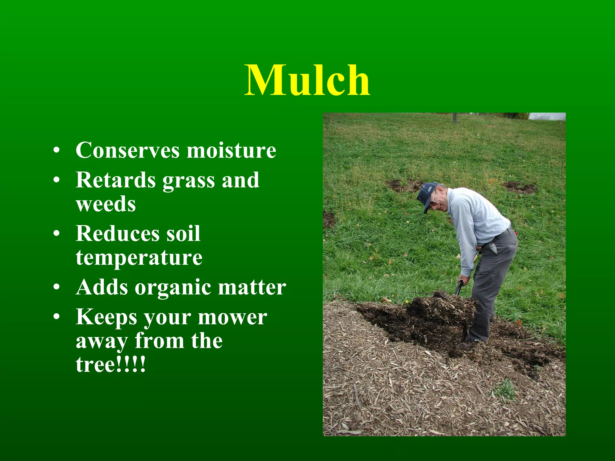 Mulch Conserves moisture Retards grass and weeds Reduces soil temperature Adds organic matter Keeps your mower away from the tree!!!! 