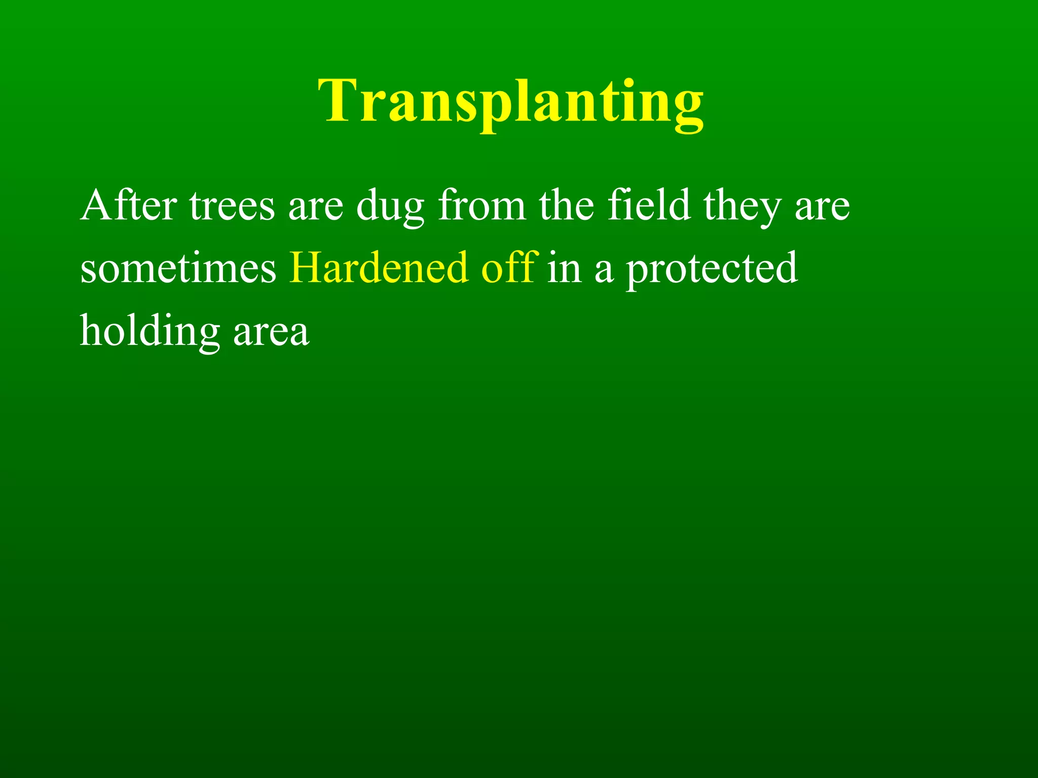 Transplanting After trees are dug from the field they are sometimes  Hardened off  in a protected holding area 