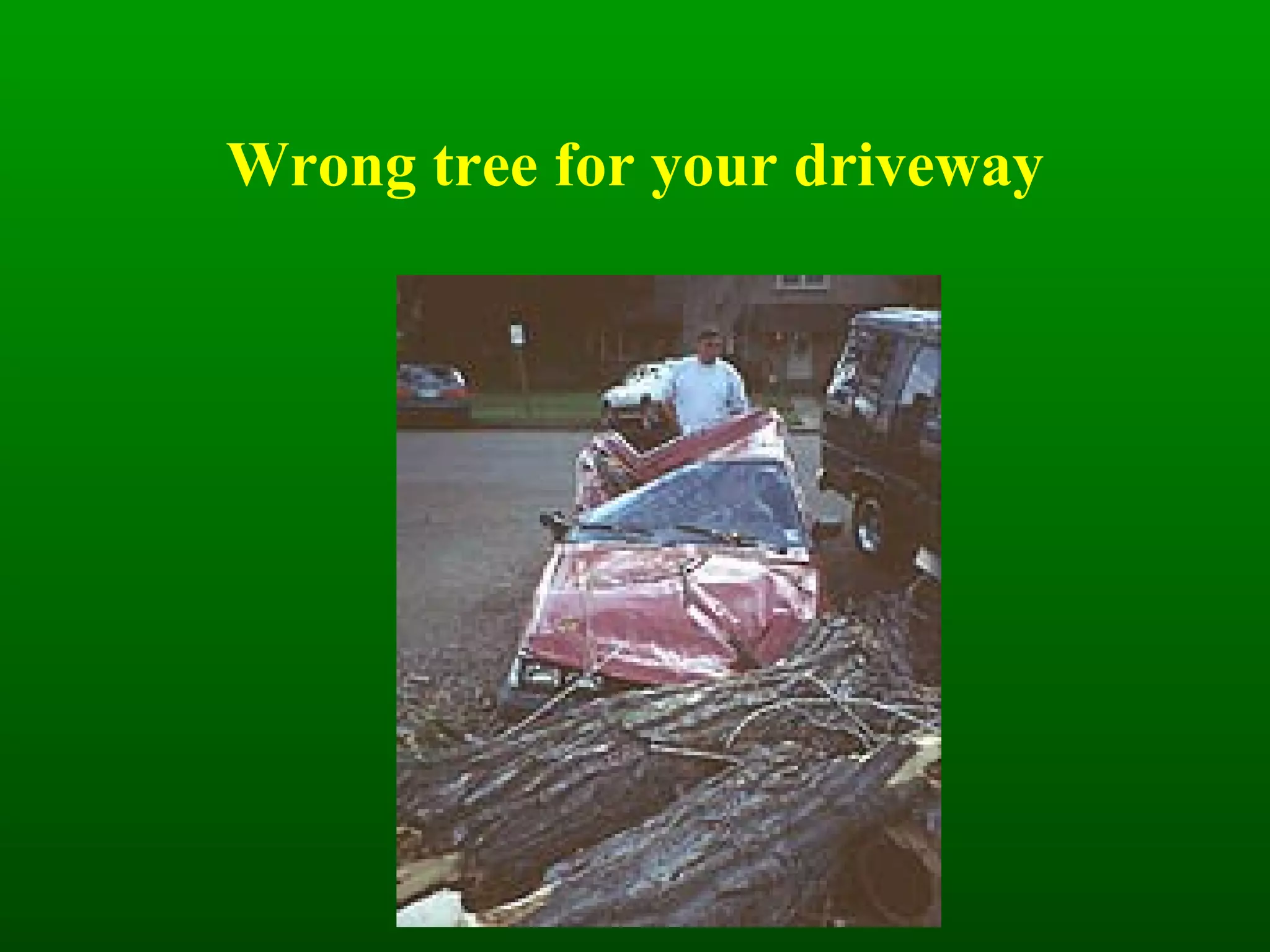 Wrong tree for your driveway 