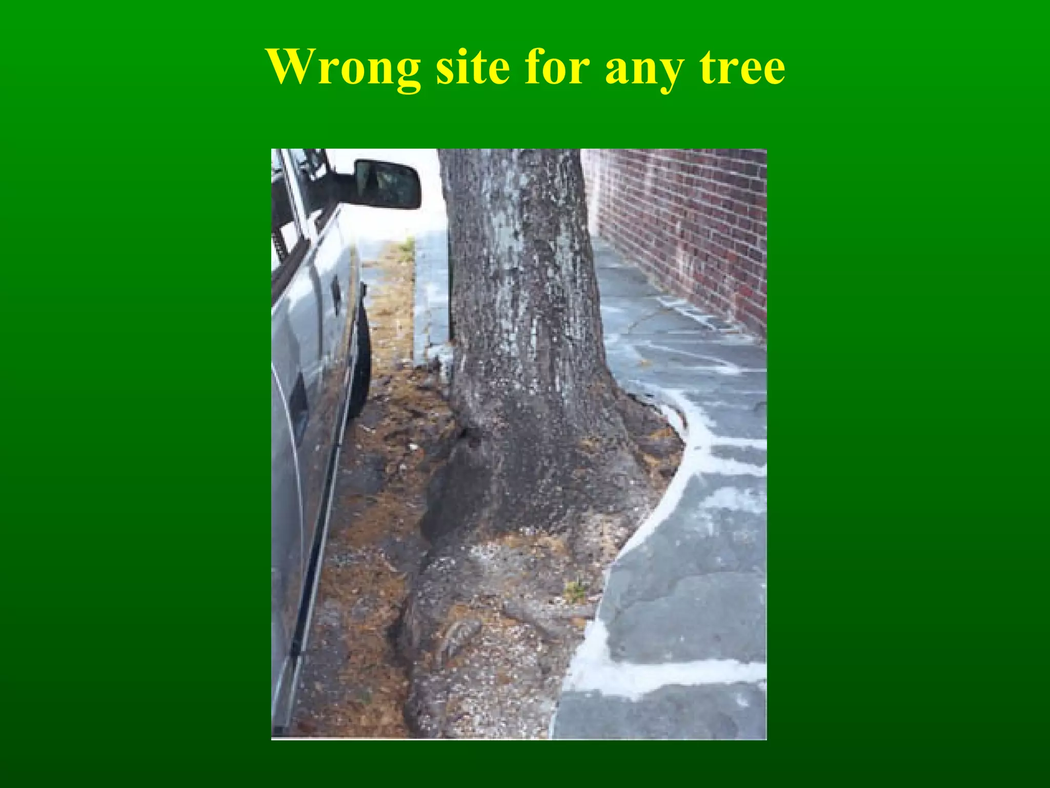 Wrong site for any tree 