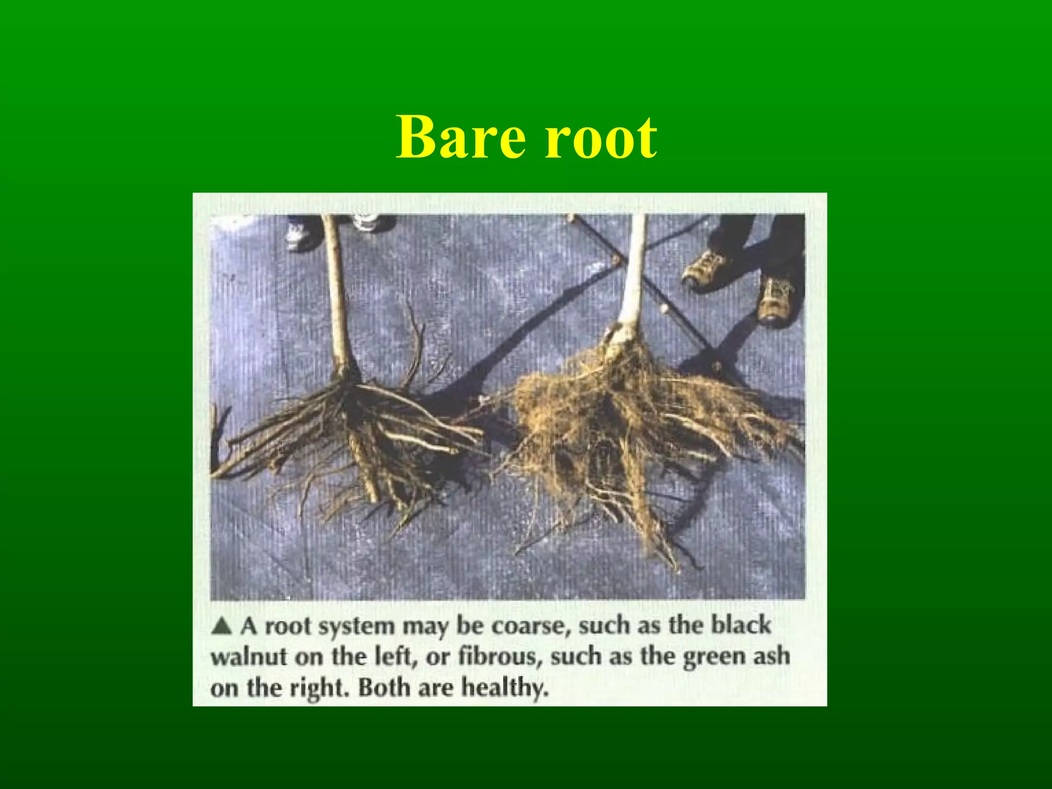 Bare root 