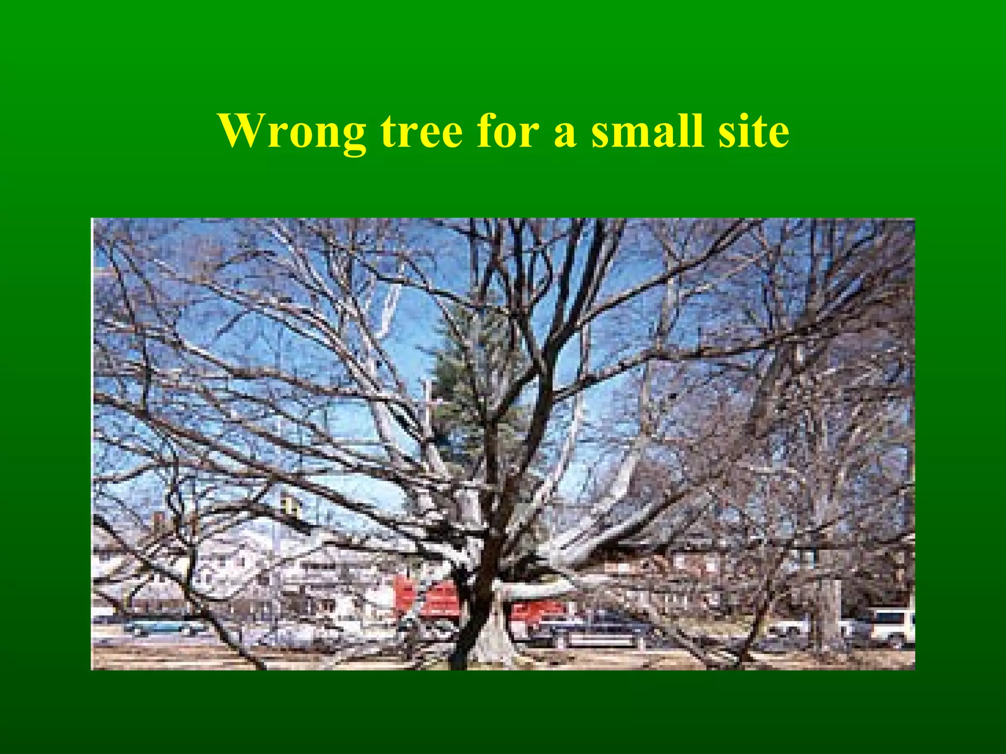 Wrong tree for a small site 