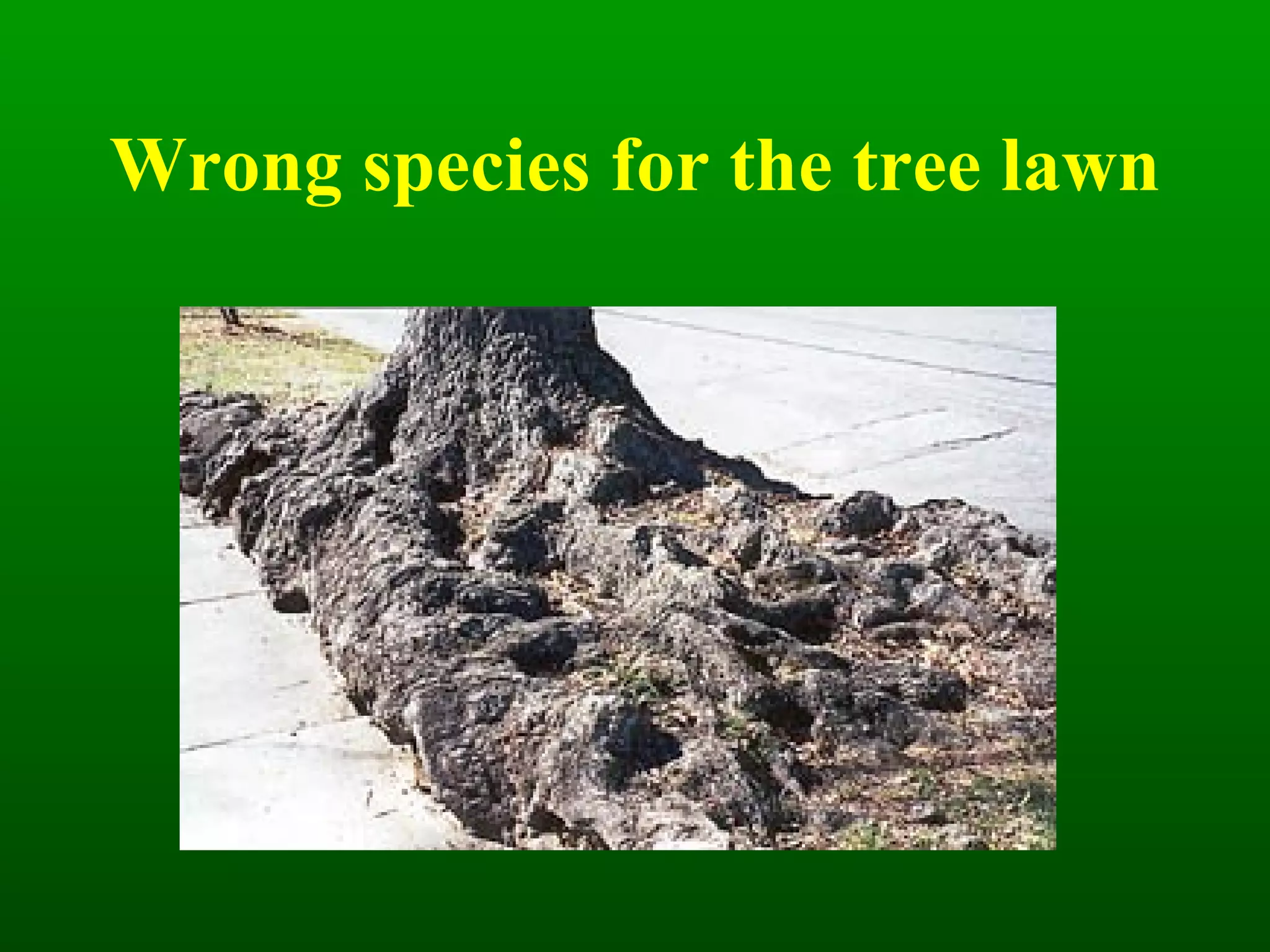 Wrong species for the tree lawn 
