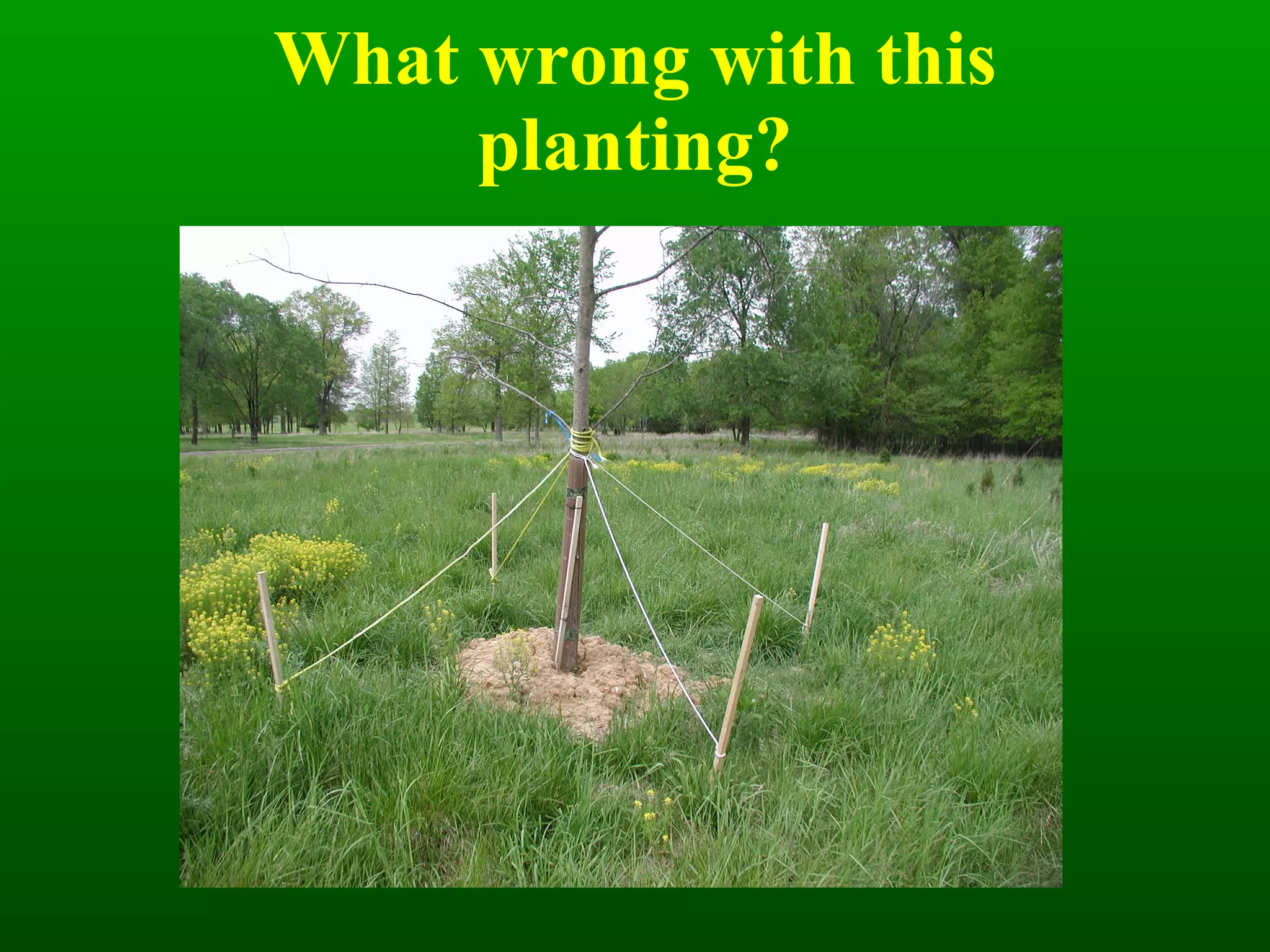 What wrong with this planting? 