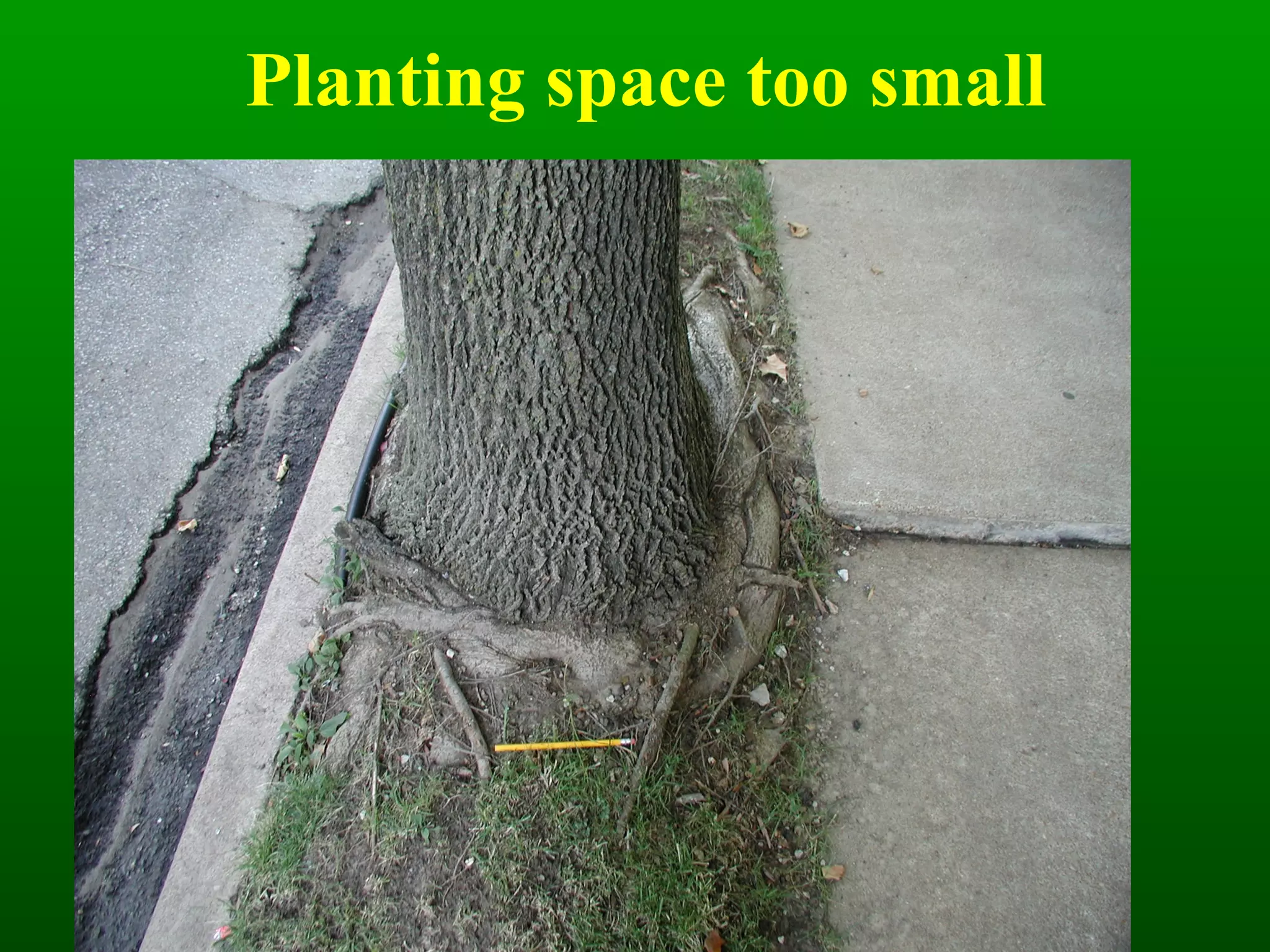 Planting space too small 