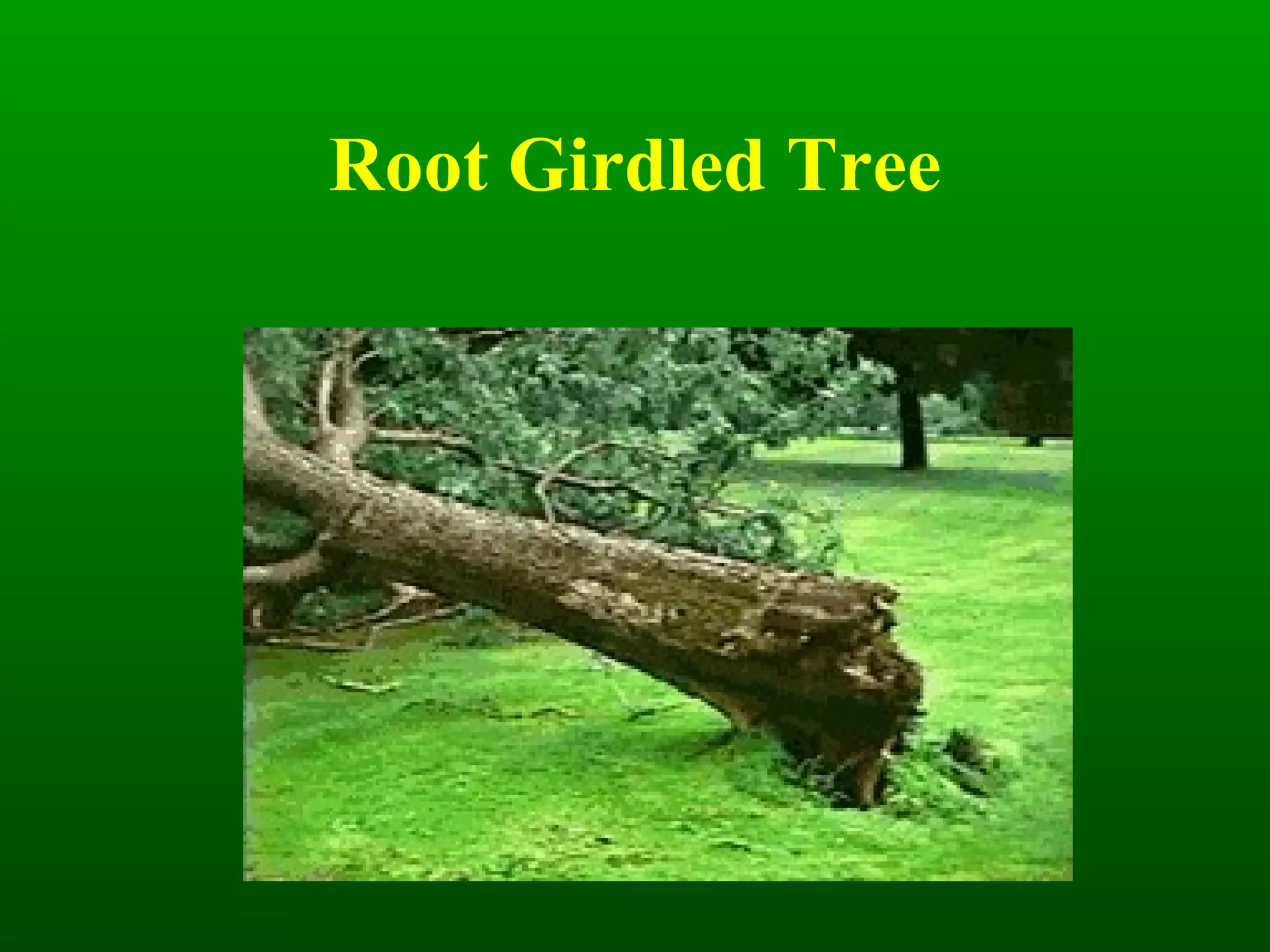 Root Girdled Tree 