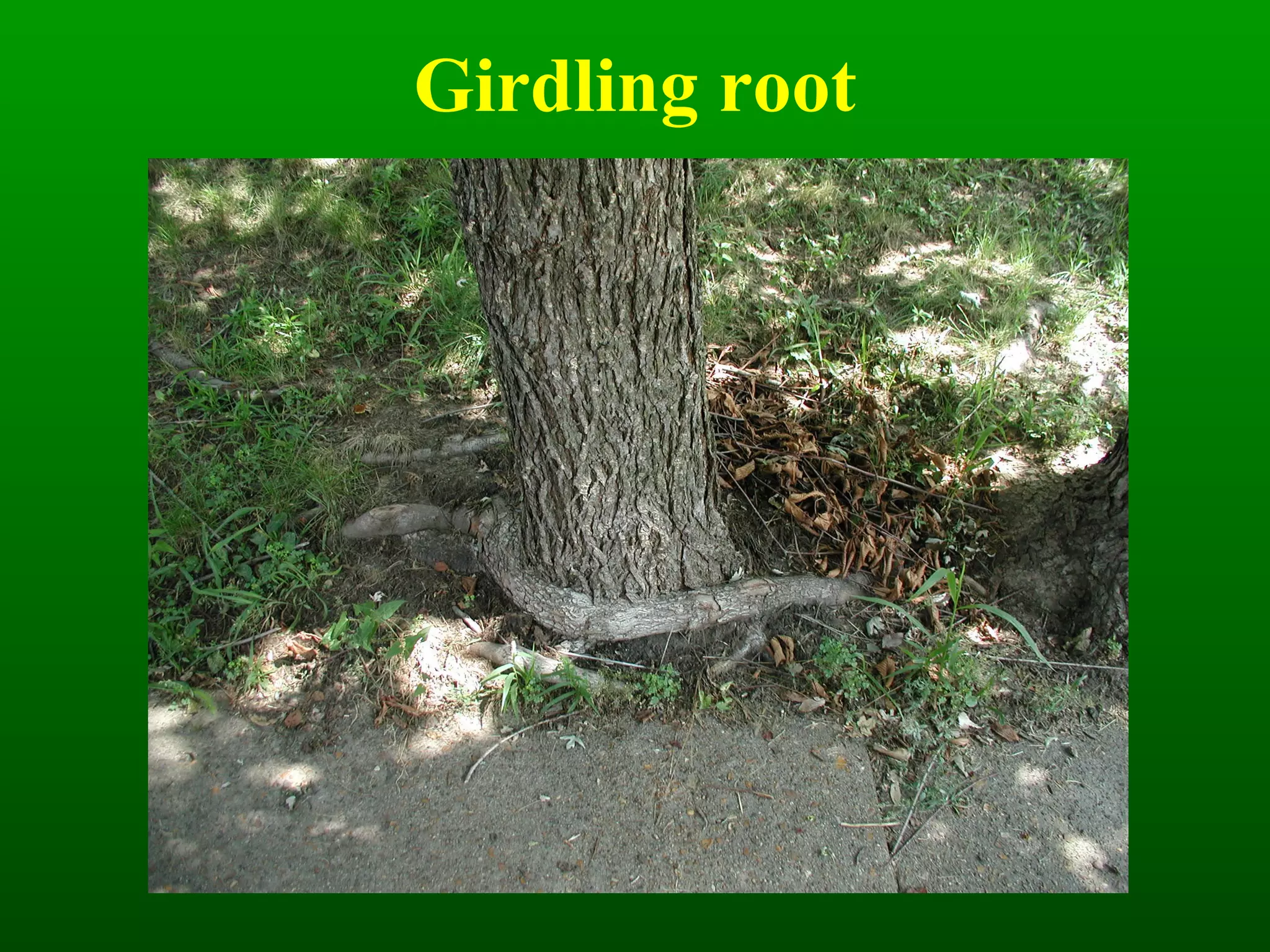 Girdling root 
