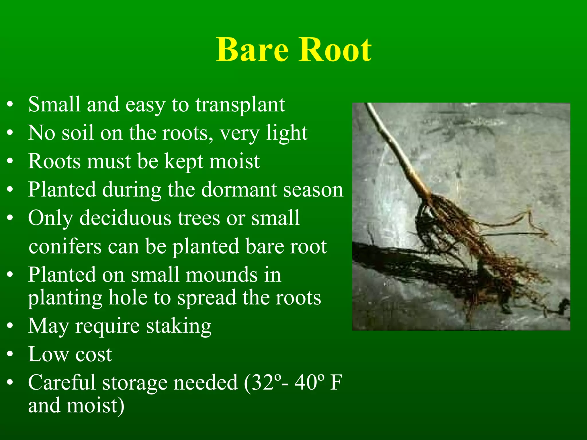 Bare Root Small and easy to transplant No soil on the roots, very light Roots must be kept moist Planted during the dormant season Only deciduous trees or small conifers can be planted bare root Planted on small mounds in planting hole to spread the roots May require staking Low cost Careful storage needed (32 º - 40 º  F and moist) 