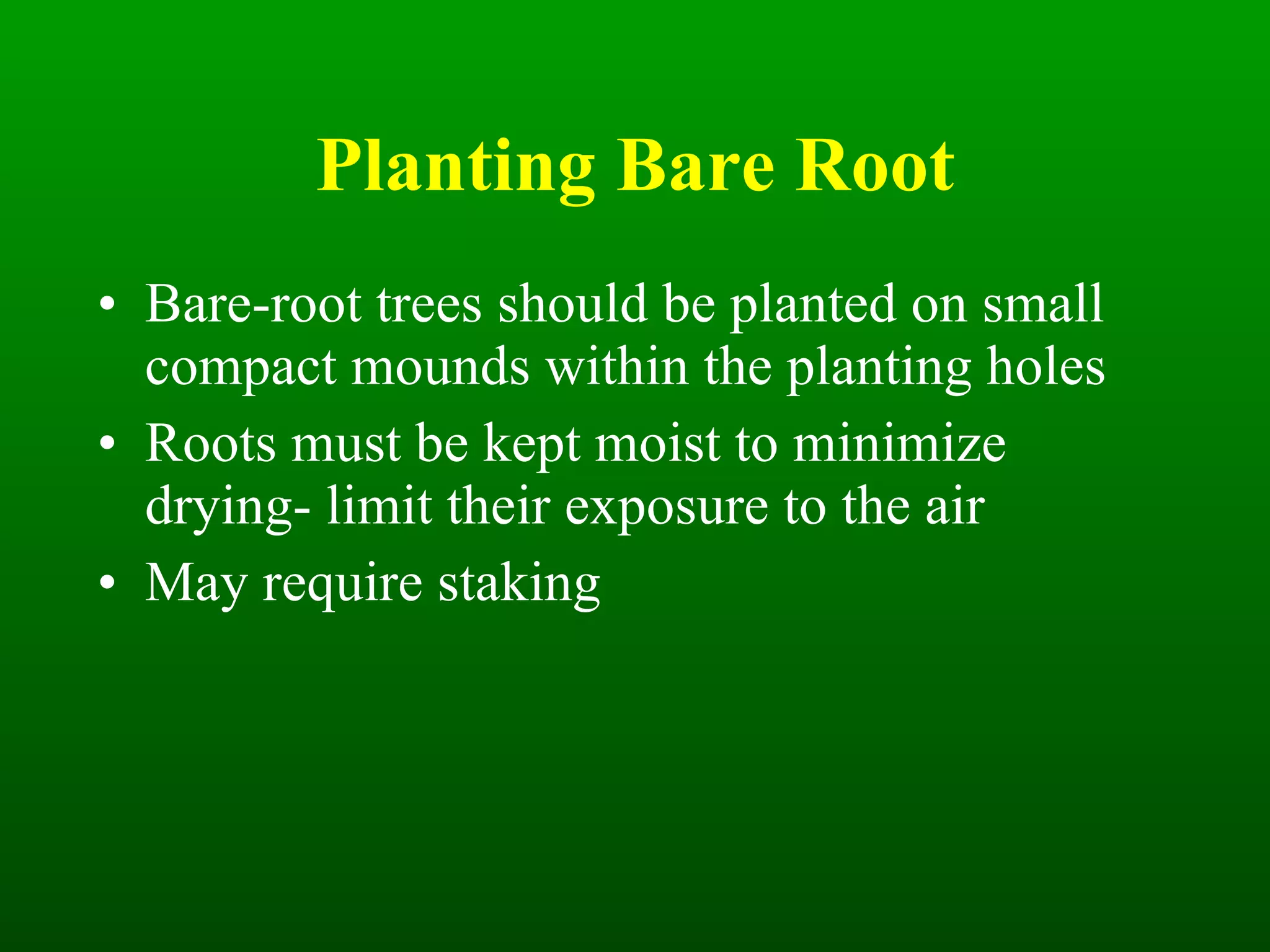 Planting Bare Root Bare-root trees should be planted on small compact mounds within the planting holes Roots must be kept moist to minimize drying- limit their exposure to the air May require staking 